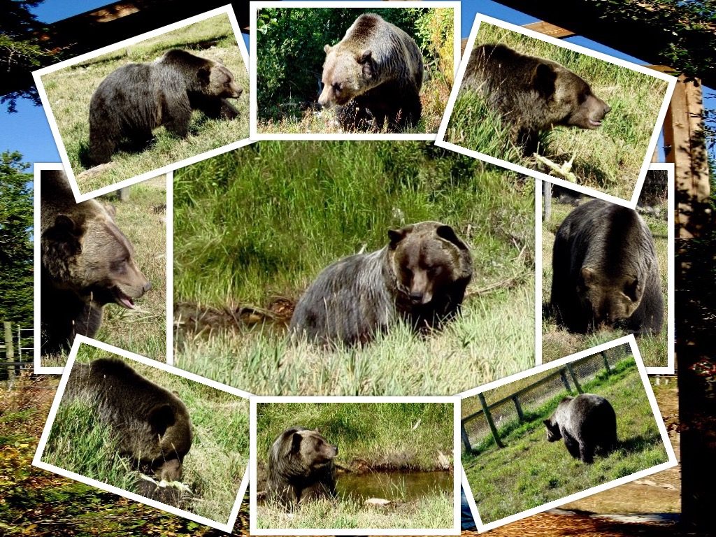 Boo, the grizzly bear